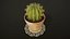 Zimmerpflanzen- und Blumen-Bundle