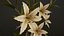 Zimmerpflanzen- und Blumen-Bundle