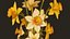 Zimmerpflanzen- und Blumen-Bundle