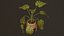 Zimmerpflanzen- und Blumen-Bundle