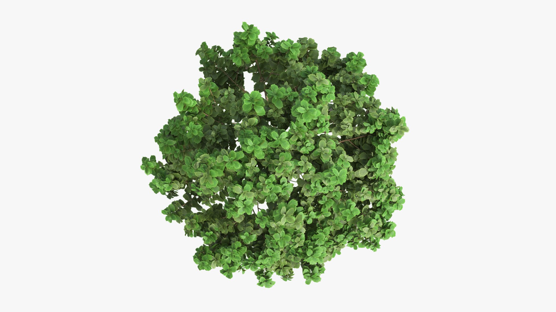 3D Plectranthus Scutellarioides Plant Bush 03 PBR - TurboSquid 2105760