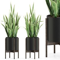 Plants collection 505