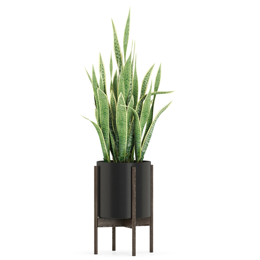 Plants collection 505 model https://p.turbosquid.com/ts-thumb/B5/PGTF9W/Gj/plant_505_01_021920width1920px/jpg/1645392209/1920x1080/fit_q87/c0d87b4fcfece056285d3c594e757d049bfd2c26/plant_505_01_021920width1920px.jpg