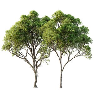 Acer Pseudoplatanus 04-spring trees model