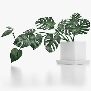 3D model monstera leaves