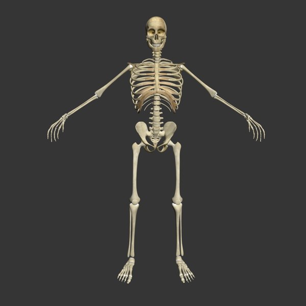 male skeleton max