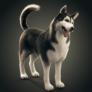 Siberian Husky rigged