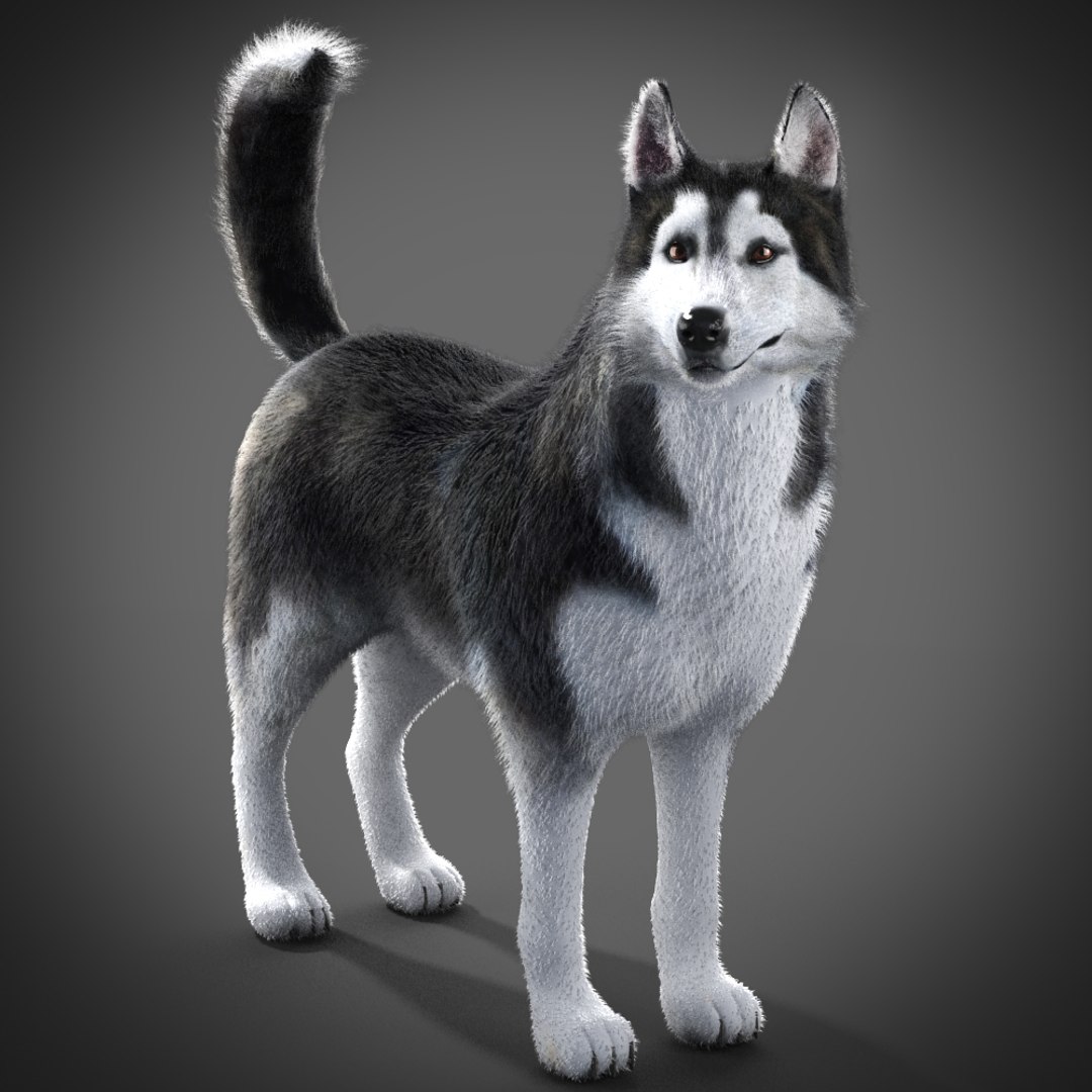 3d Siberian Husky Rigged