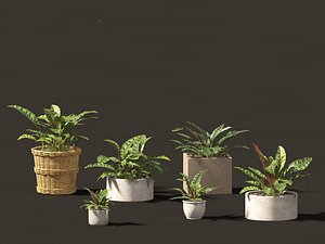 3D model Calathea insignis - Rattlesnake Plant