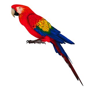 Macaw Parrot Fur Bird Animal