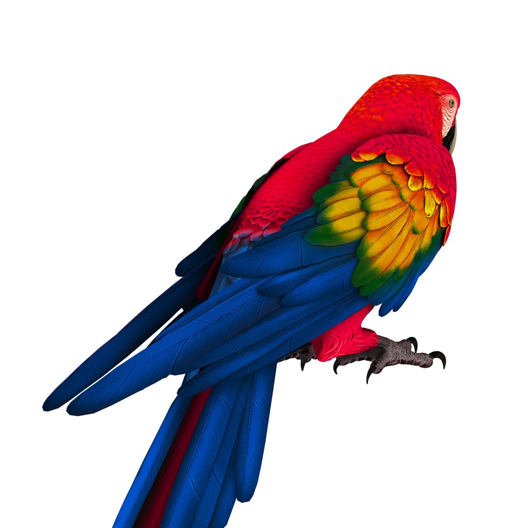 3D model Macaw Parrot Fur Bird Animal https://p.turbosquid.com/ts-thumb/B5/fEw3Gz/V3/5/jpg/1723117404/1920x1080/fit_q87/0bce49c2f1188fd8105004f7f079869b3e79d0ee/5.jpg