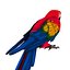 Ara Perroquet Fourrure Oiseau Animal