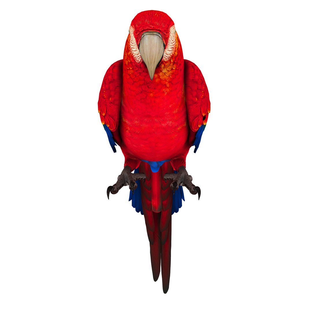 3D model Macaw Parrot Fur Bird Animal https://p.turbosquid.com/ts-thumb/B5/fEw3Gz/ax/9/jpg/1723117405/1920x1080/fit_q87/44614c779f7cf6b190c347ee3ddd30a6247b64c1/9.jpg