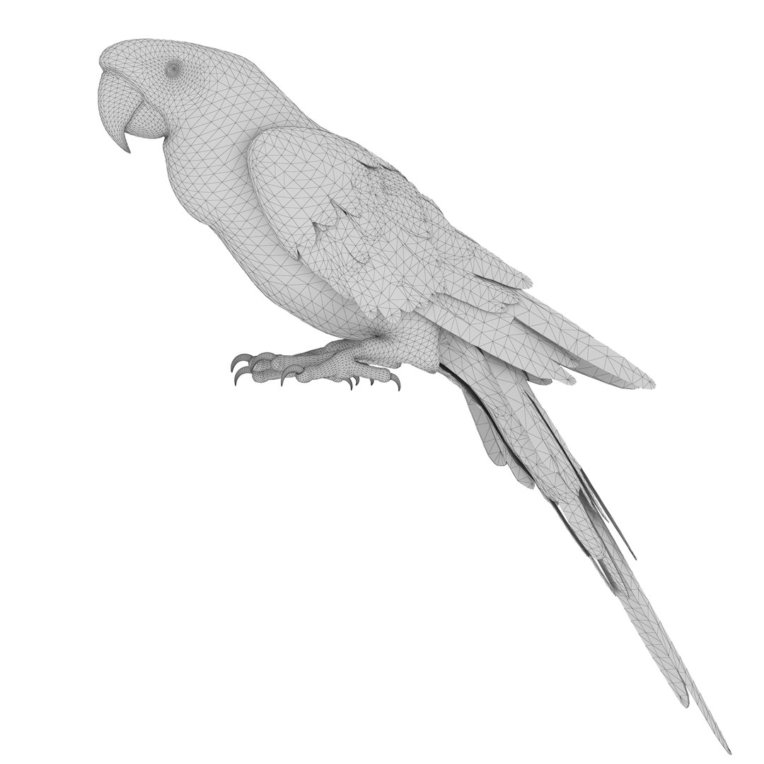 3D model Macaw Parrot Fur Bird Animal https://p.turbosquid.com/ts-thumb/B5/fEw3Gz/c3/2/jpg/1723118063/1920x1080/fit_q87/f65988434799a3f306057af1691b1c32c63c10c5/2.jpg