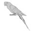 Ara Perroquet Fourrure Oiseau Animal
