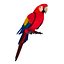 Ara Perroquet Fourrure Oiseau Animal