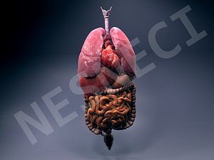 Accurate and Detailed Internal Organs with Detailed Textures