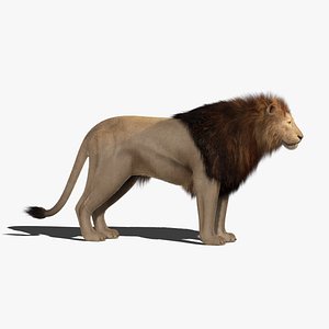 Lion 2 Fur