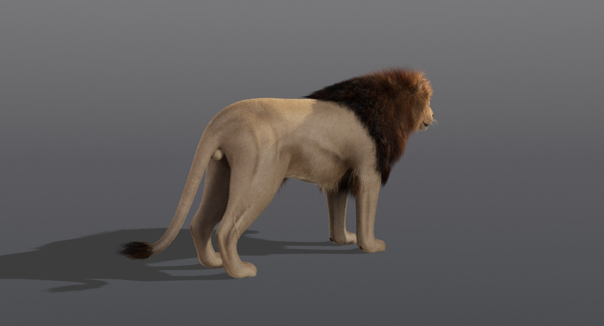 Lion 2 Fur Animation 3D Model - TurboSquid 1333456