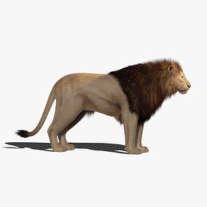 lion 2 fur animation 3D model