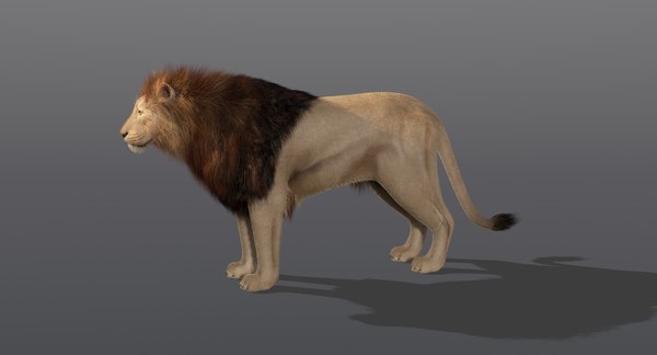 Lion 2 fur animation 3D model - TurboSquid 1333456