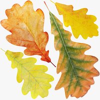 Oak Leaves Collection V1