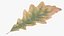 Oak Leaves Collection V1 3D model