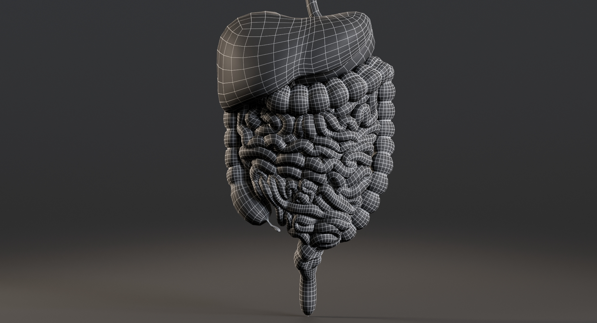 3D model man digestive organized - TurboSquid 1399022