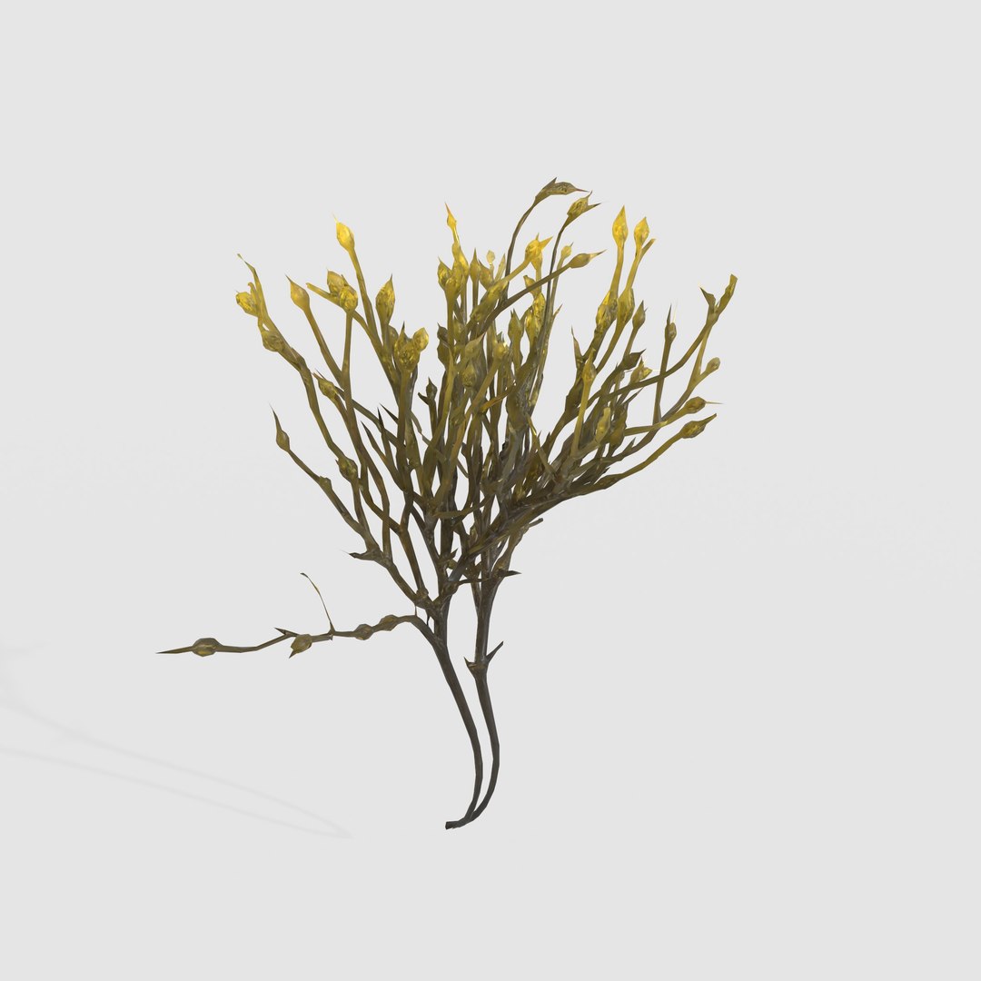 3D Photorealistic Seaweed Pack https://p.turbosquid.com/ts-thumb/B6/9GtXIc/m5/2/jpg/1788801426/1920x1080/fit_q87/3a4cabcfbc026ea5a0b945f27b9f7de4fa9d7012/2.jpg