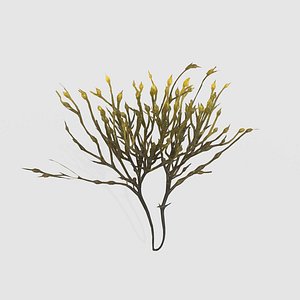 3D model Seaweed V3