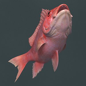 Campeche Red Snapper Rigged For Maya Animated Set