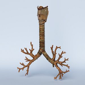 3D model trachea