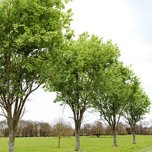 3D model Ulmus hollandica 2