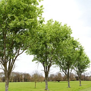 Ulmus hollandica 2