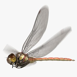 Dragonfly Common Darter (Animated)