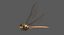 3D dragonfly common darter animation flying