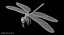 3D dragonfly common darter animation flying