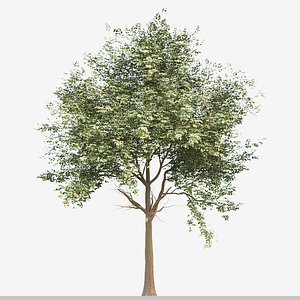 Set of Cinnamomum burmannii or Padang cassia Tree