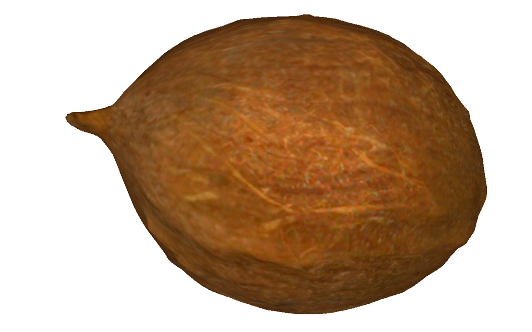 3D Coconut Real - TurboSquid 1627739