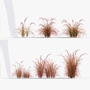 Pennisetum setaceum Fountain grass 01