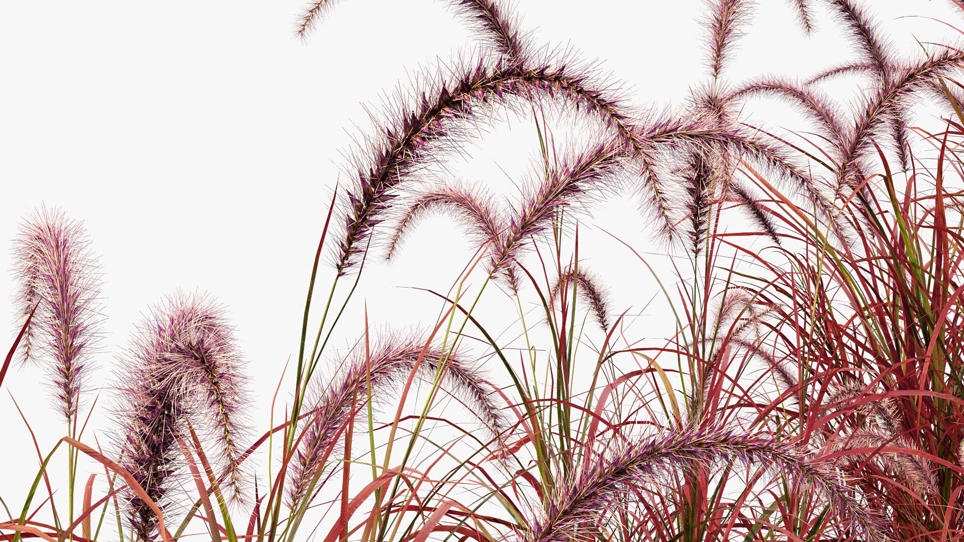 Pennisetum Setaceum Fountain Grass 3D Model 01 3D Model - TurboSquid