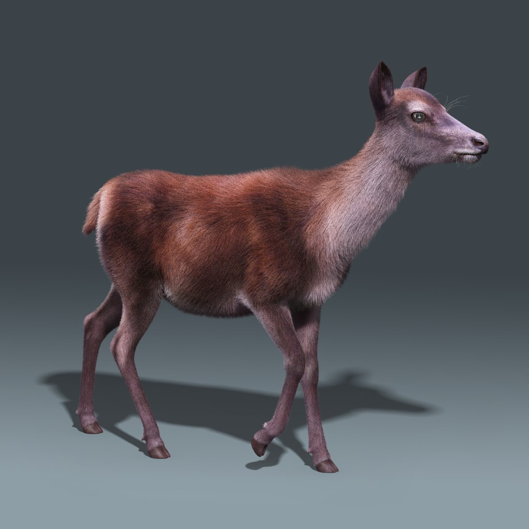 red deer doe fur 3d model https://p.turbosquid.com/ts-thumb/B6/WEPASZ/Kp4JEx6G/red_doe_rig_02/jpg/1445931816/1920x1080/fit_q87/8b67b3daa61c72c6c06eacc8bd478a13b6f503ed/red_doe_rig_02.jpg