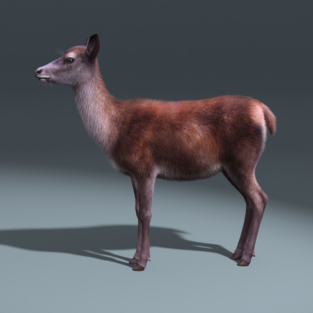 red deer doe fur 3d model https://p.turbosquid.com/ts-thumb/B6/WEPASZ/TyymrbAj/red_doe_fur_20/jpg/1445931977/1920x1080/fit_q87/d874d209a9d7203496eca45d7e80462517c69c01/red_doe_fur_20.jpg