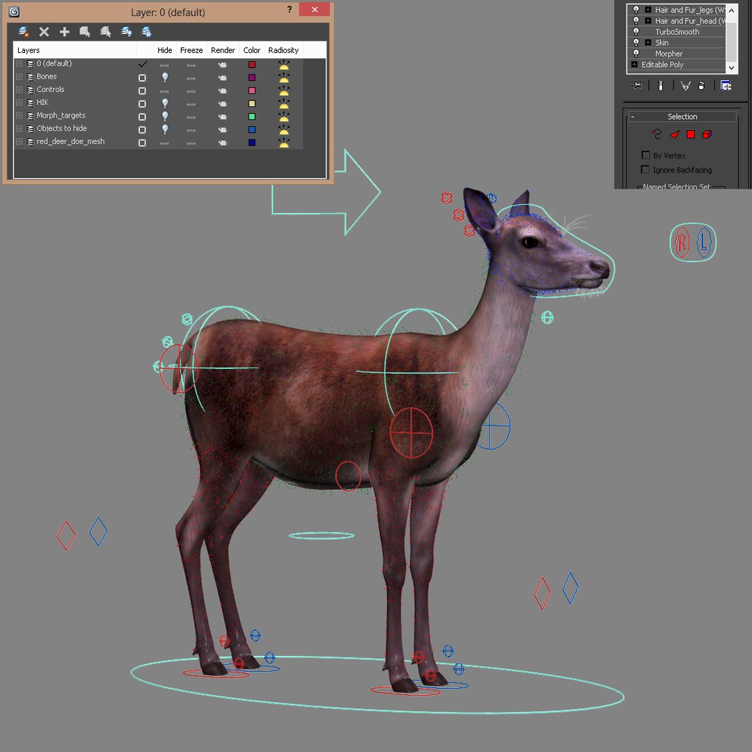 red deer doe fur 3d model https://p.turbosquid.com/ts-thumb/B6/WEPASZ/pyfzwkHl/red_doe_rig_05/jpg/1445932051/1920x1080/fit_q87/2a8163988d8183aae224b8cc052e9ff2c6d0d888/red_doe_rig_05.jpg