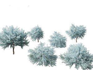 3D Picea pungens Glauca Globosa - Colorado spruce