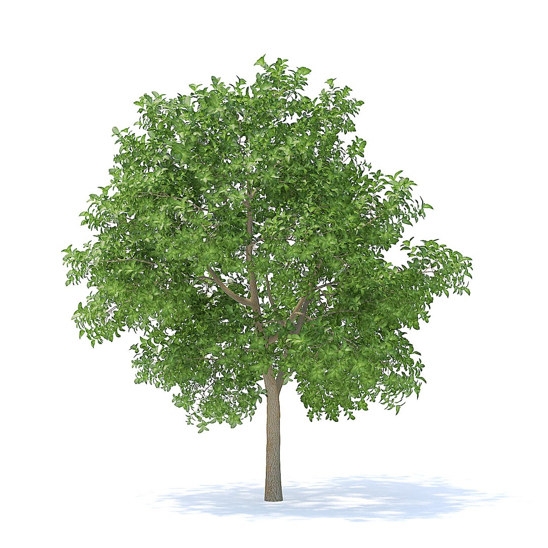 3D Model Apple Tree 3 7m - TurboSquid 1252204