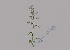 Reed Canary Grass