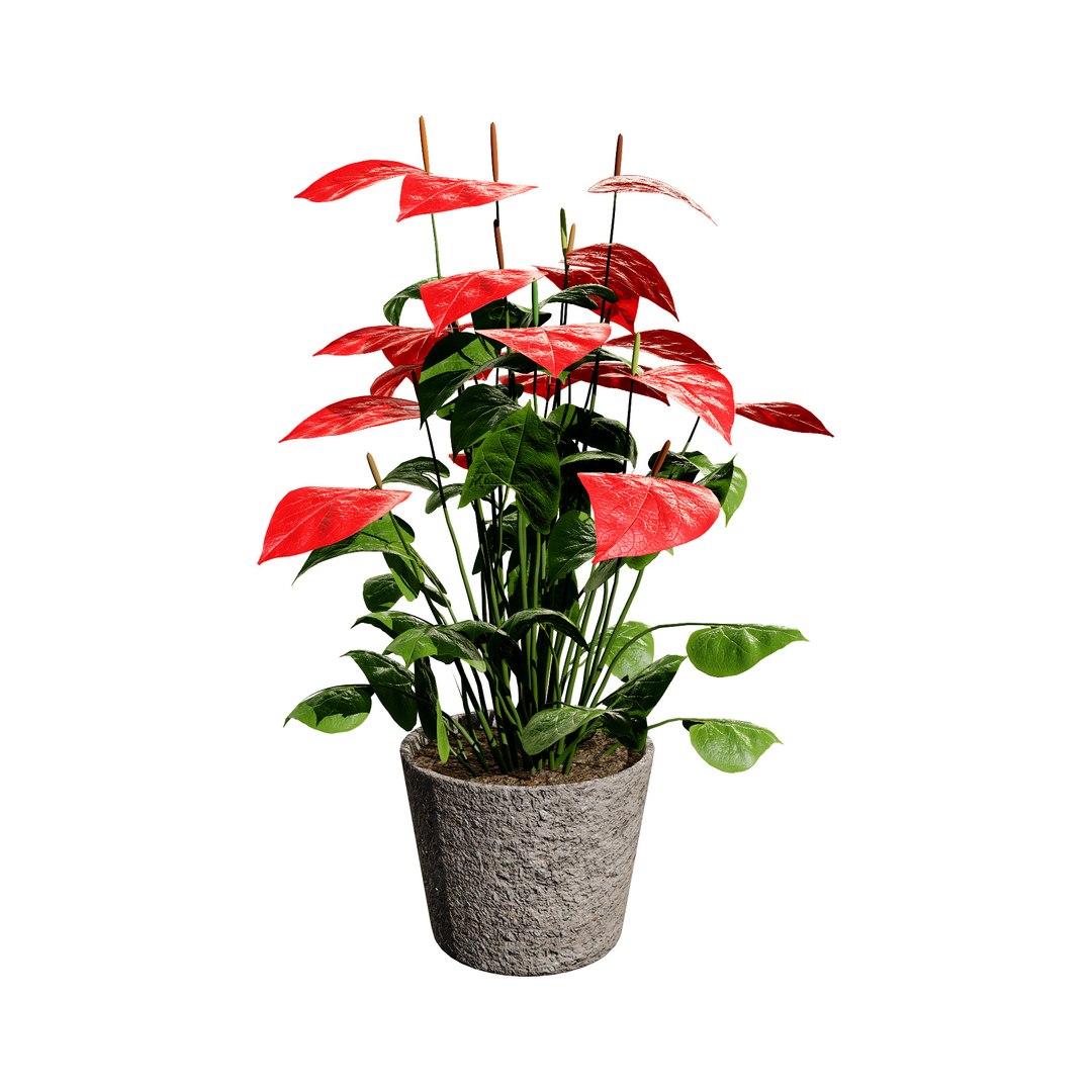 3D Anthurium plants collection https://p.turbosquid.com/ts-thumb/B6/oecPEV/82/greenredfloweranthuriumindoorplantredflowersf01/jpg/1718707876/1920x1080/fit_q87/a2d77bb6b0d90674b85a5d9aced2ff93e12a6cb8/greenredfloweranthuriumindoorplantredflowersf01.jpg