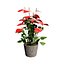 Collection de plantes d'Anthurium