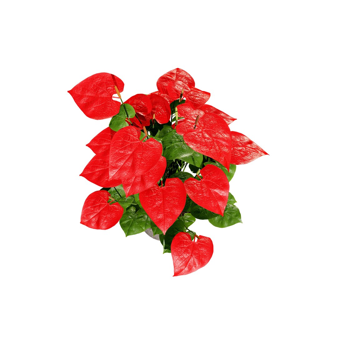 3D Anthurium plants collection https://p.turbosquid.com/ts-thumb/B6/oecPEV/8n/greenredfloweranthuriumindoorplantredflowersf02/jpg/1718707915/1920x1080/fit_q87/09e123e3ac06e3d5895b708e04533d1538f7d6c1/greenredfloweranthuriumindoorplantredflowersf02.jpg